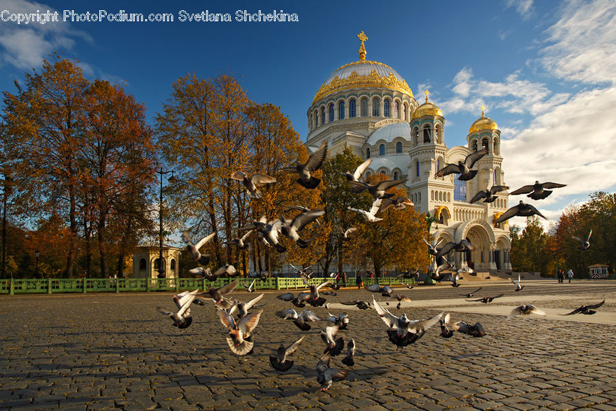 Bird, Pigeon, Architecture, Dome, Mosque, Worship, Seagull