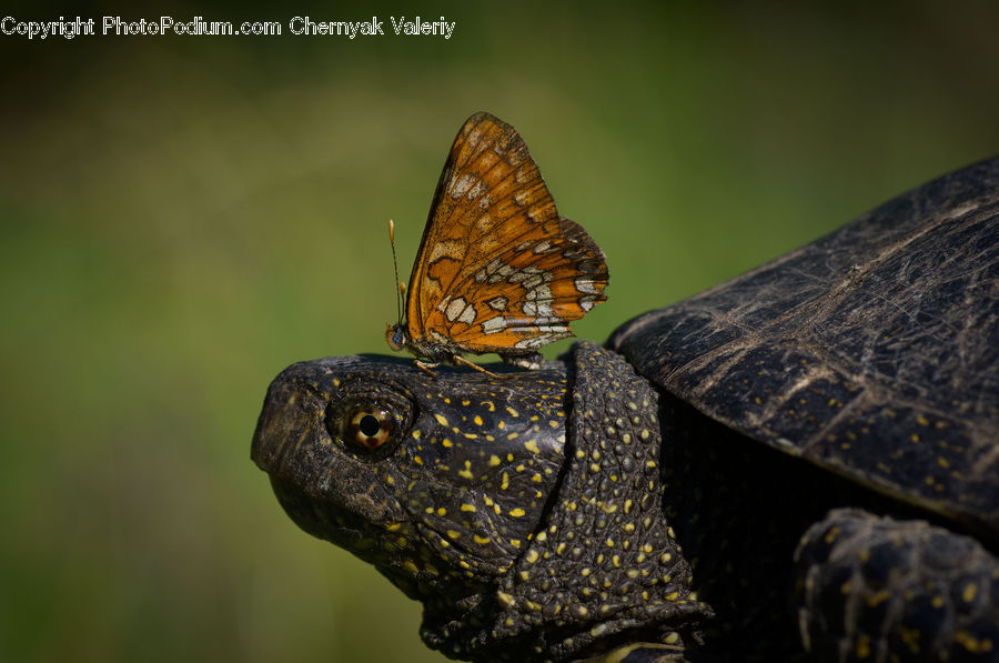 Box Turtle, Reptile, Tortoise, Turtle, Butterfly, Insect, Invertebrate