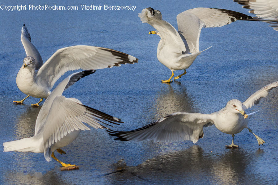 Bird, Seagull, Goose, Waterfowl, Pelican, Swan, Head