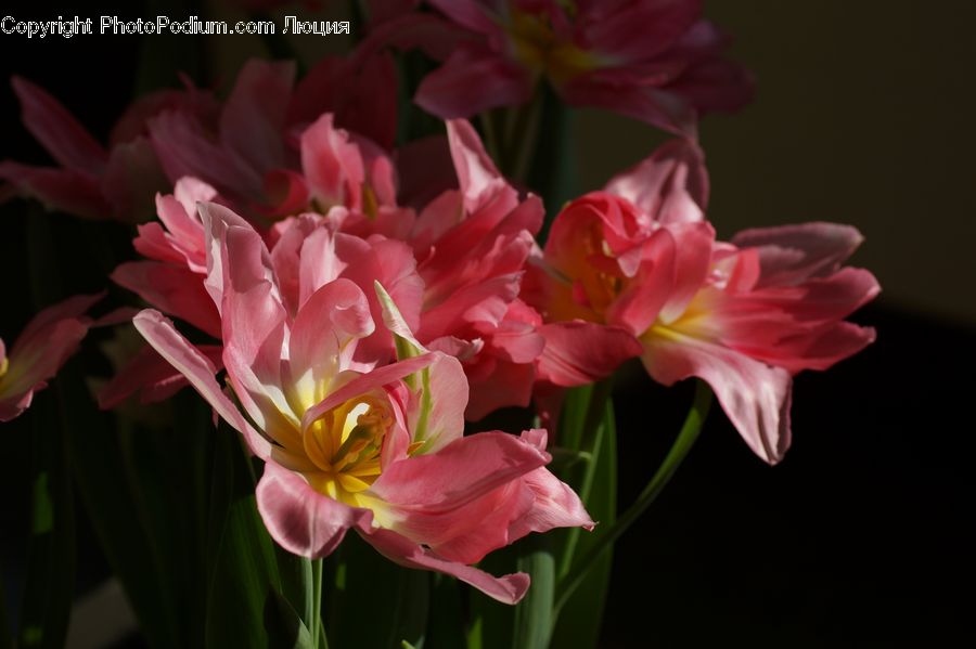Flora, Flower, Gladiolus, Plant, Blossom, Peony, Petal