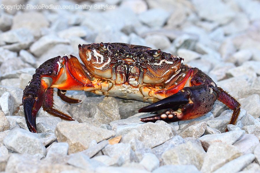Animal, Crab, Food, Invertebrate, Sea Life