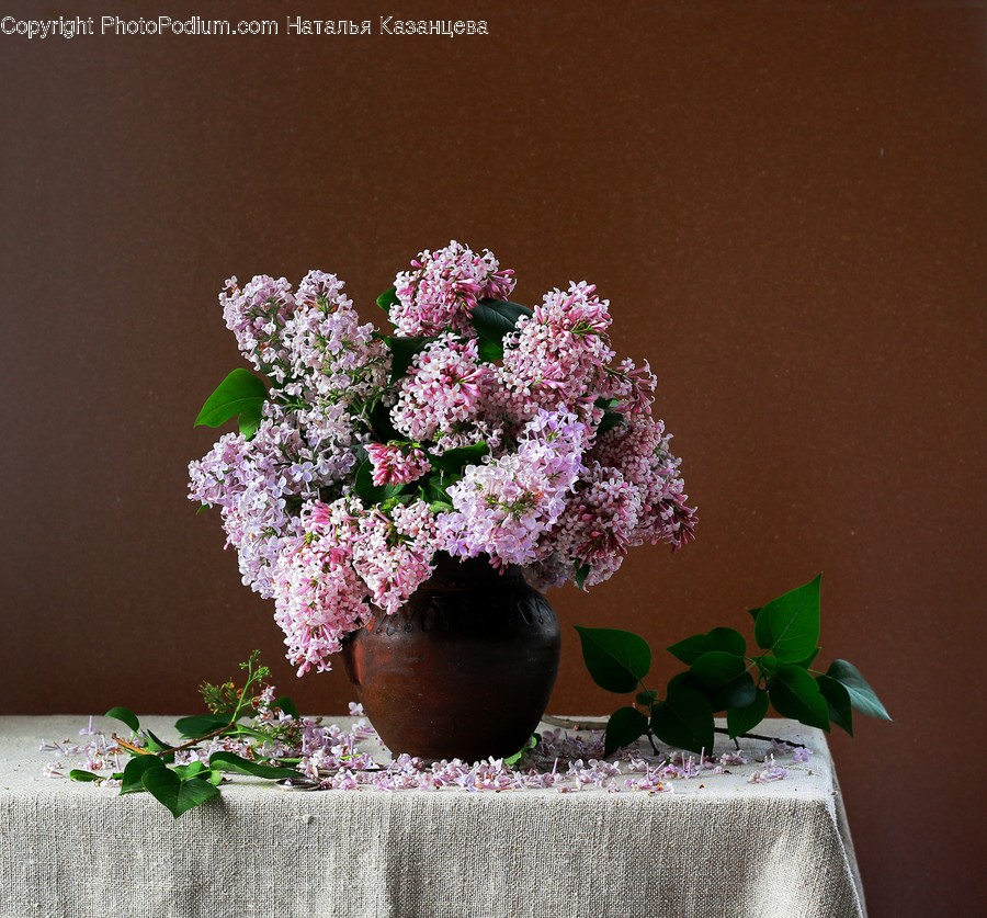 Plant, Flower, Blossom, Lilac, Flower Arrangement