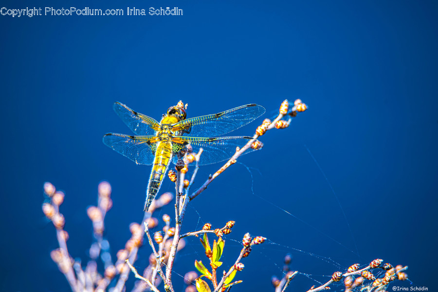 Invertebrate, Dragonfly, Insect, Animal, Anisoptera