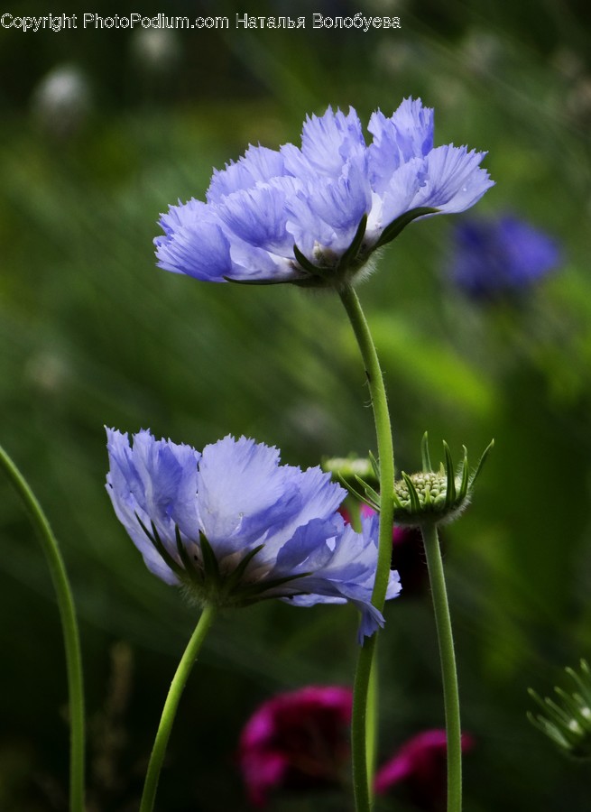 Plant, Geranium, Blossom, Flower, Iris