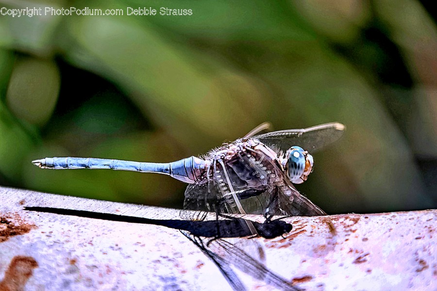 Anisoptera, Animal, Invertebrate, Dragonfly, Insect