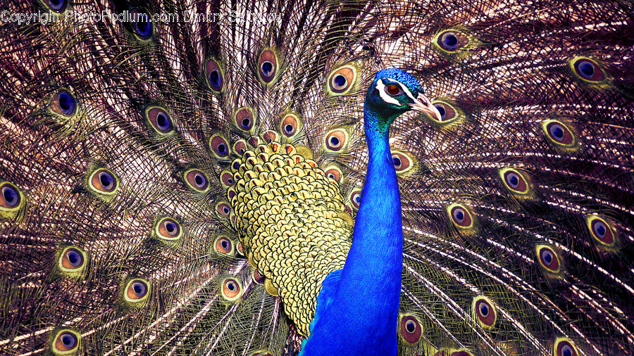 Bird, Animal, Peacock