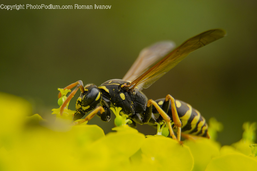 Wasp, Andrena, Hornet, Invertebrate, Bee