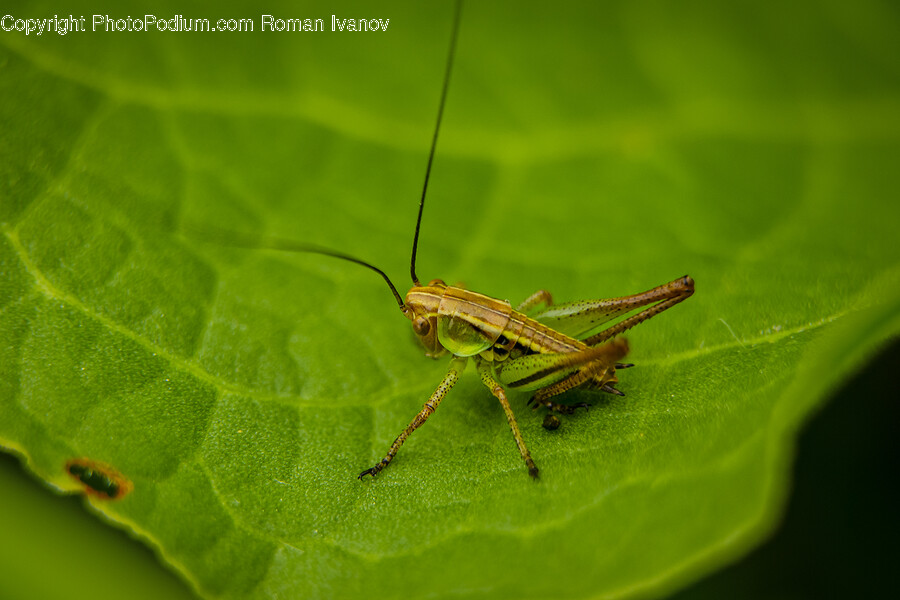 Cricket Insect, Insect, Invertebrate, Animal, Spider