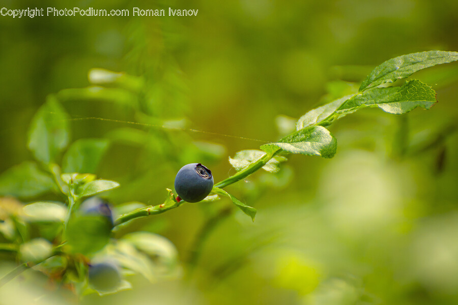 Blueberry, Plant, Fruit, Food, Leaf