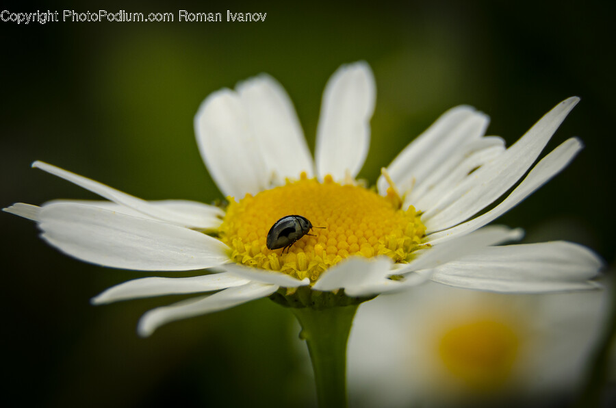 Daisy, Flower, Plant, Pollen, Insect