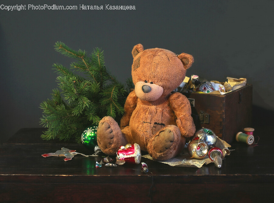 Teddy Bear, Toy, Box, Tree, Plant
