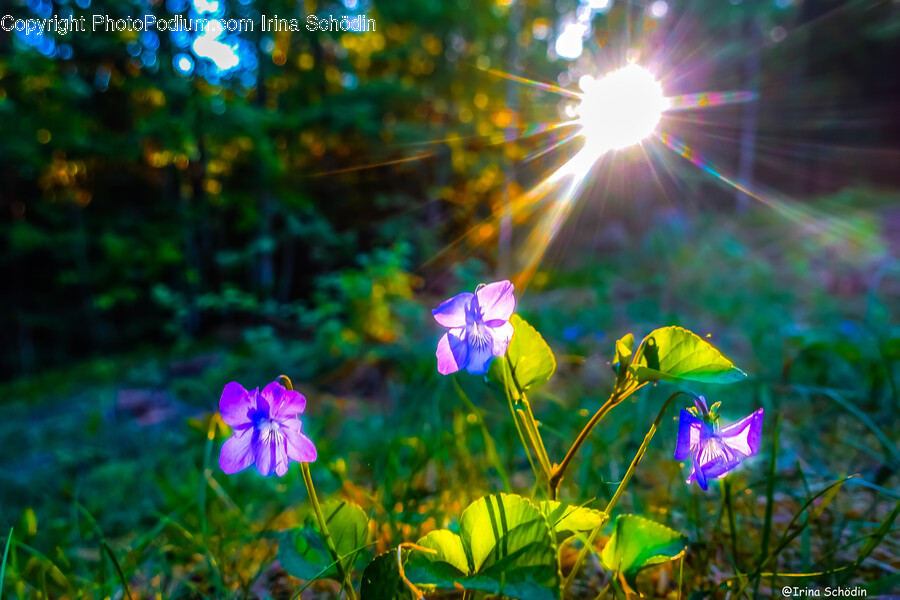 Flare, Light, Sunlight, Flower, Geranium