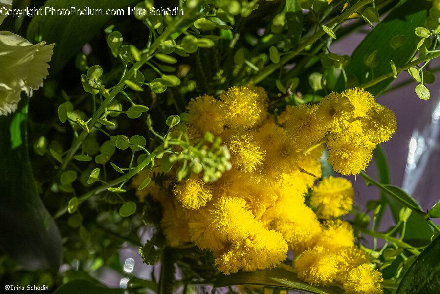 Flower, Plant, Pollen, Mimosa, Daisy