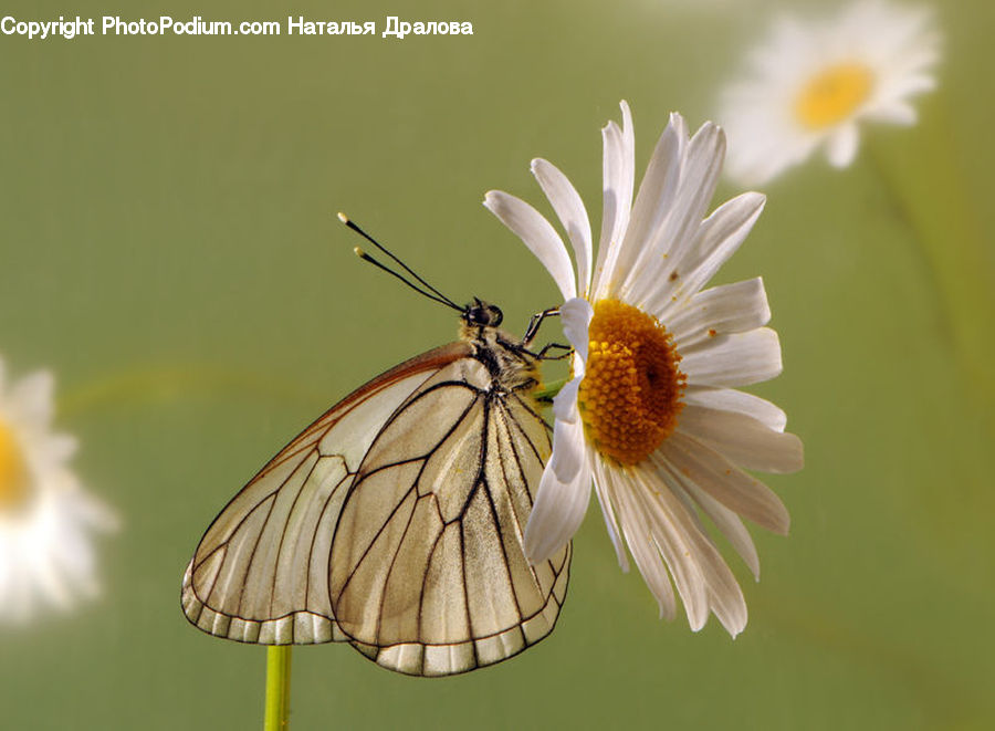 Daisies, Daisy, Flower, Plant, Butterfly, Insect, Invertebrate