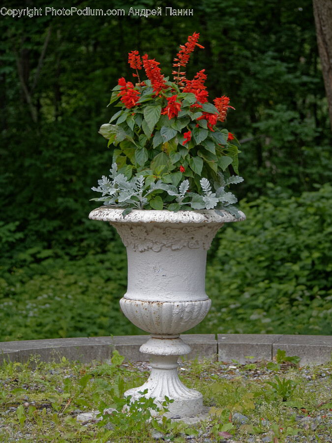 Plant, Potted Plant, Flower, Geranium, Flower Arrangement