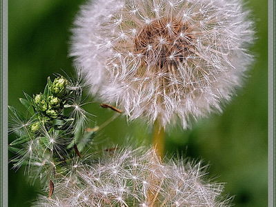 Plants, the nature/Растения , природа