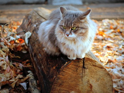 Осенний альбом.