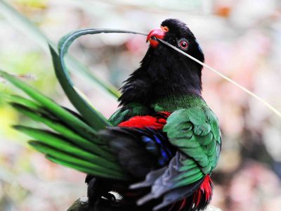 Birds