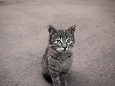 Animals on the street