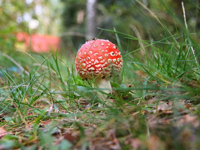 Флора