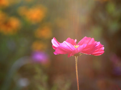 Природа