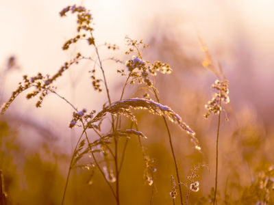 природа