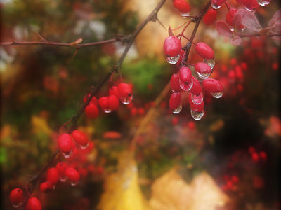 природа
