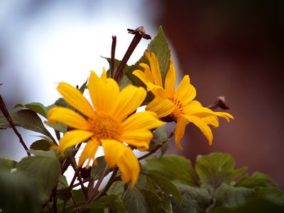 FLOWERS