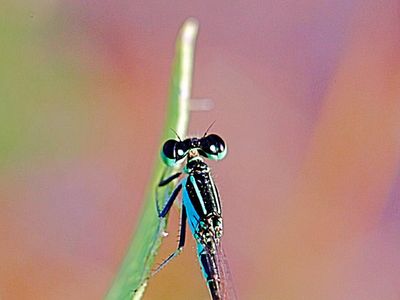 MACRO
