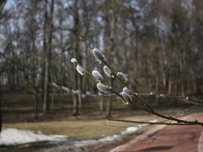 БЕЗ ЗАТЕЙ (Прогулки в Царицыно)