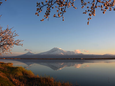 Арарат и цветение абрикоса.