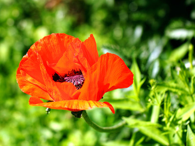 Flora