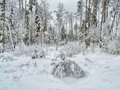 Февраль 2018 ( Фотографии Зимнего леса Подмосковья )