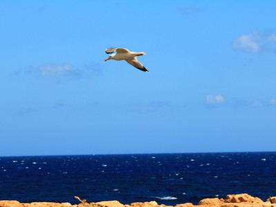 Ελληνική γεύση\Greek colour