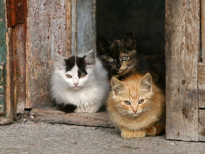 Кошачий альбом