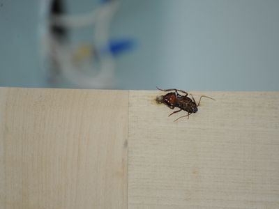 насикомие