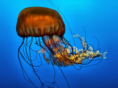 Animal world