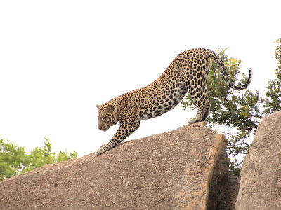 wildlife