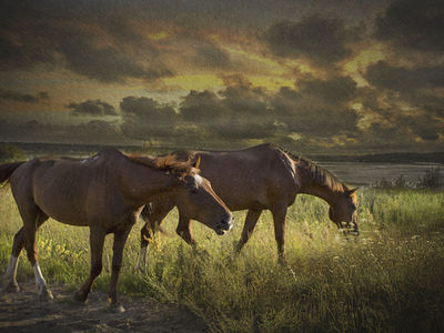 ANIMALS