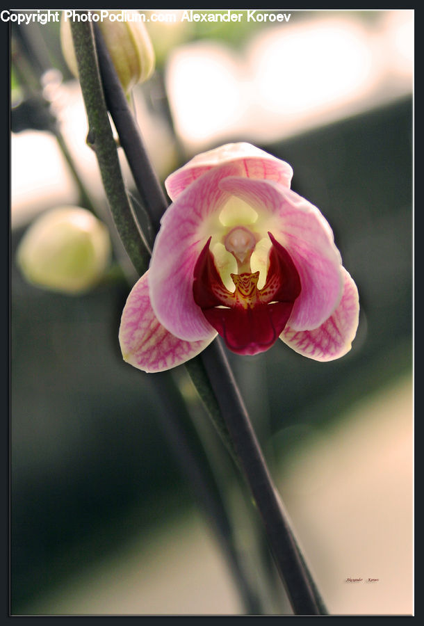 Blossom, Flora, Flower, Orchid, Plant, Gladiolus