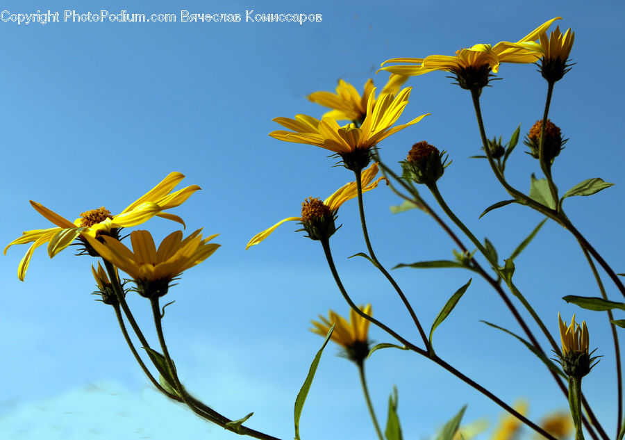 Asteraceae, Blossom, Flora, Flower, Plant, Daisies, Daisy