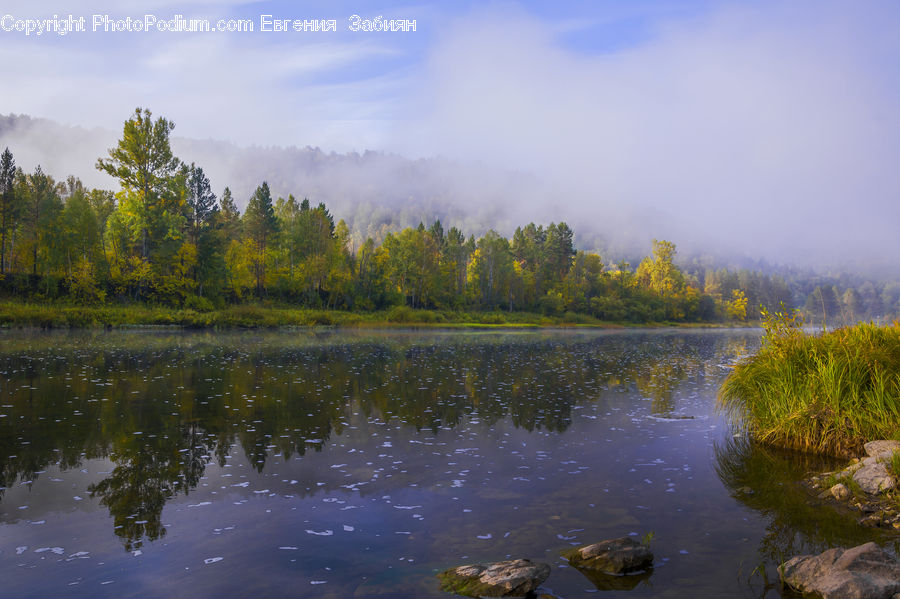 Land, Marsh, Pond, Swamp, Water, Outdoors, Lake