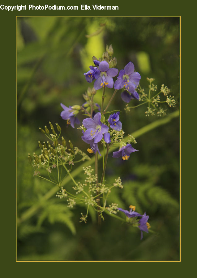 Blossom, Flora, Flower, Geranium, Plant, Iris, Violet