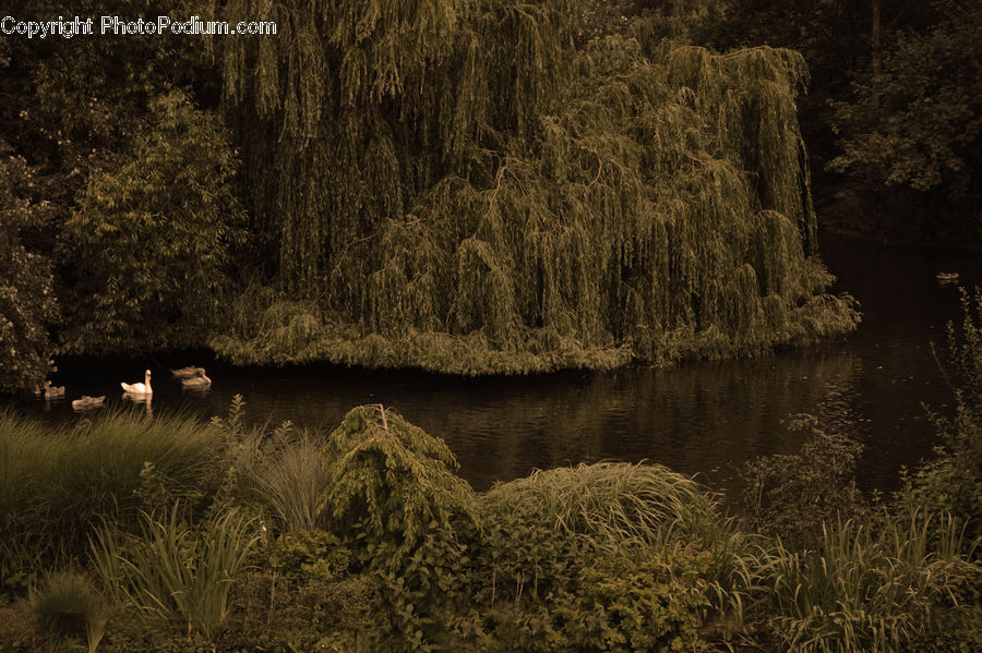 Conifer, Fir, Plant, Tree, Forest, Vegetation, Willow