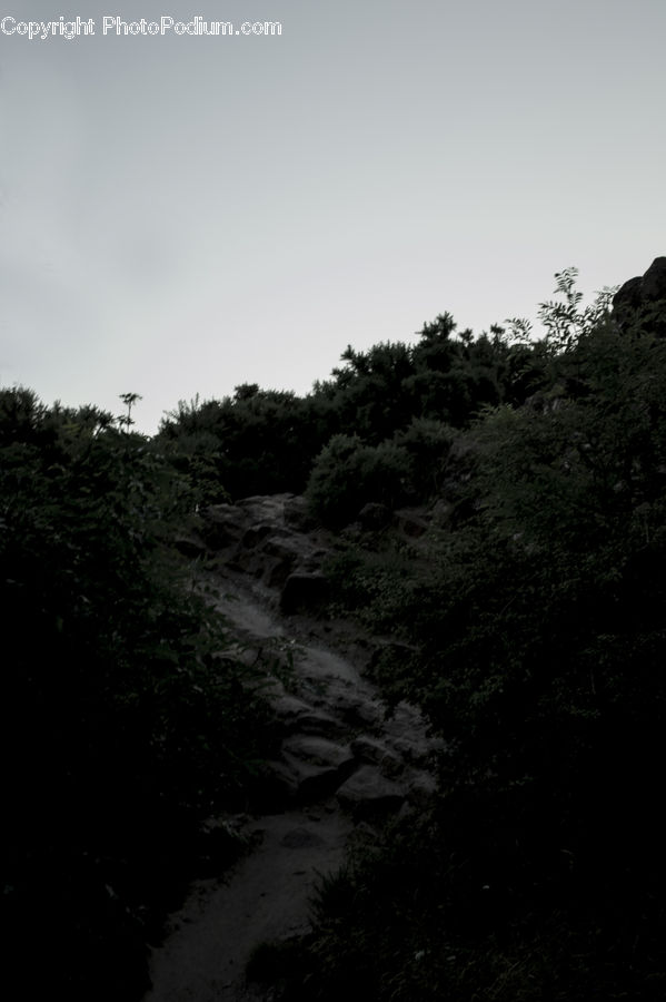 Forest, Jungle, Rainforest, Vegetation, Outdoors, Bush, Plant
