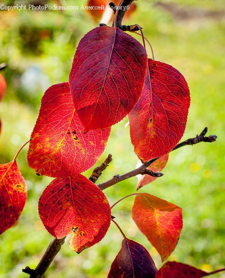 Veins, Plant, Blossom, Flora, Flower, Leaf, Vine