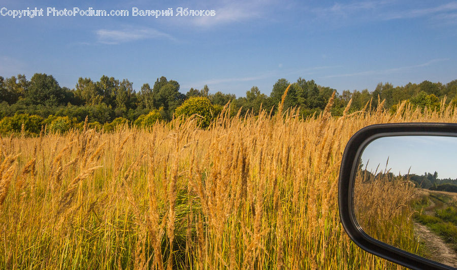 Field, Grass, Grassland, Plant, Meadow, Outdoors, Pasture