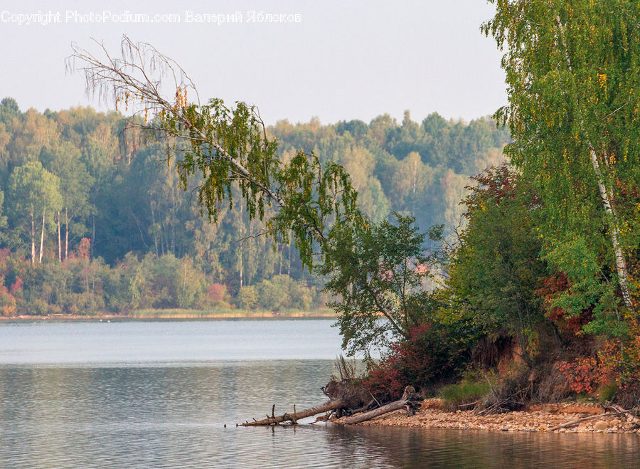 Outdoors, River, Water, Creek, Plant, Tree, Lake