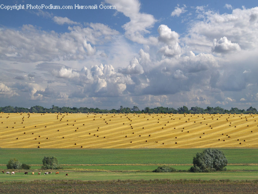 Countryside, Harvest, Field, Grass, Grassland, Land, Outdoors