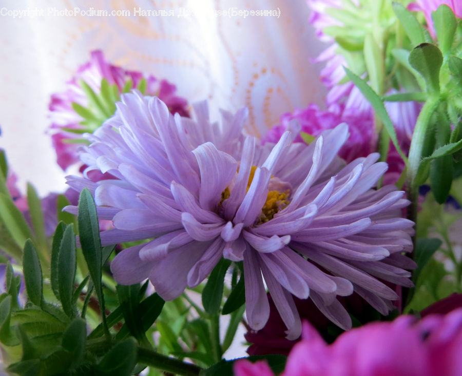 Blossom, Flora, Flower, Plant, Dahlia, Geranium, Daisies